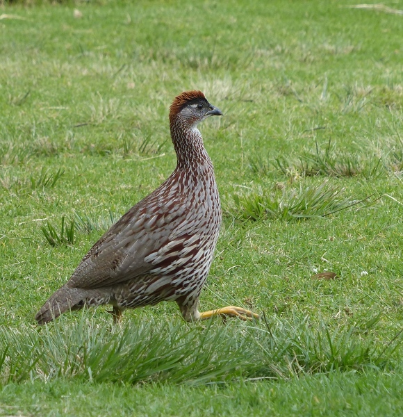 Erckel's Francolin